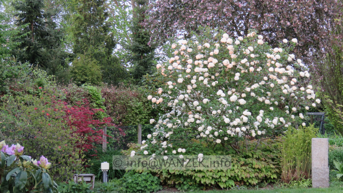 Viburnum carlcephalum 05.JPG